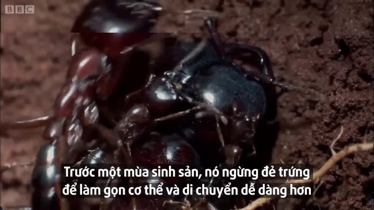 Kiến cánh đực giao phối 1 lần trong đời  với kiến cái khổng lồ rồi chết