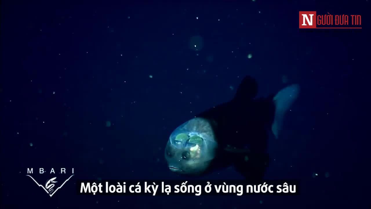 Loài cá kỳ lạ có đôi mắt 360 độ nằm trong đầu trong suốt
