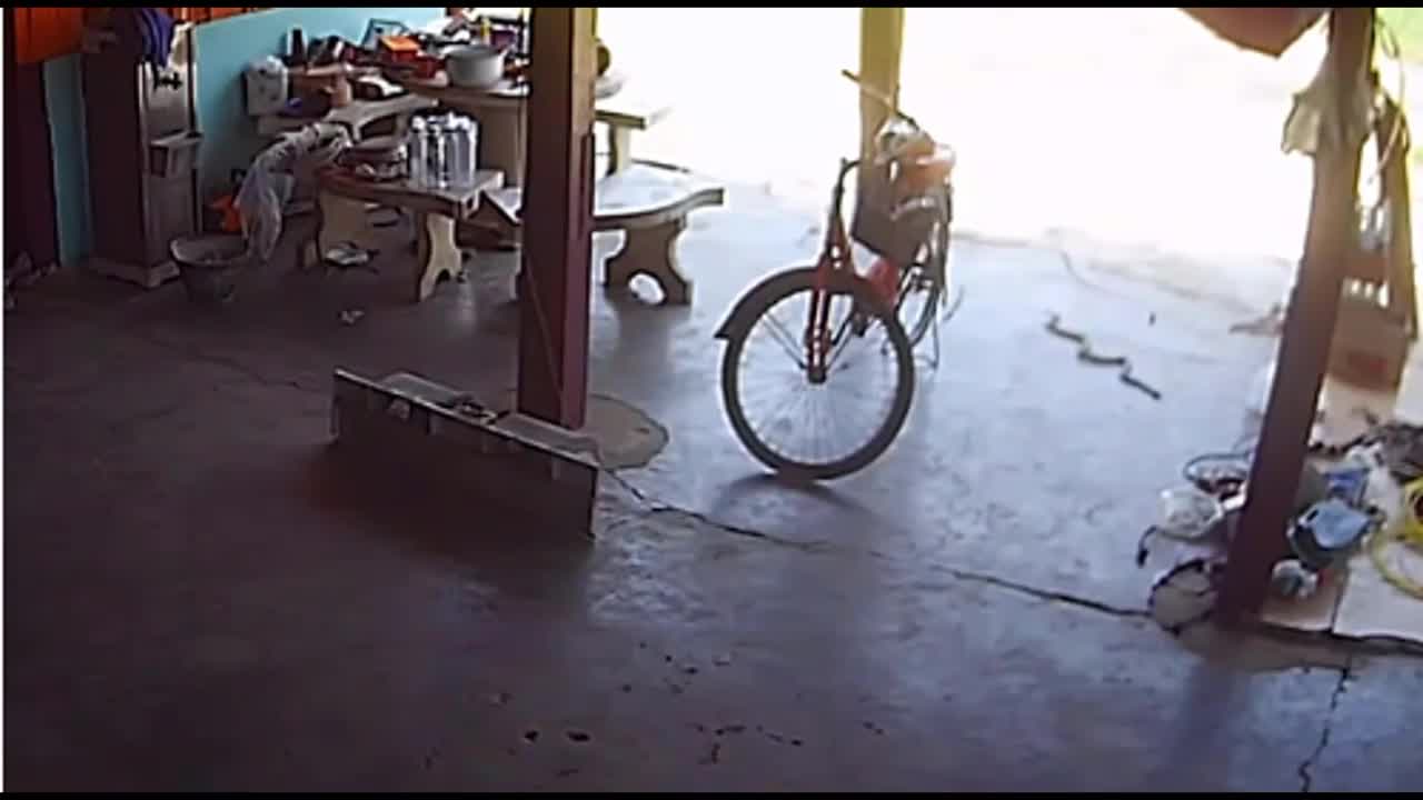 Clip: Rắn hổ mang ngóc đầu phun nọc độc, lao tới tấn công người phụ nữ