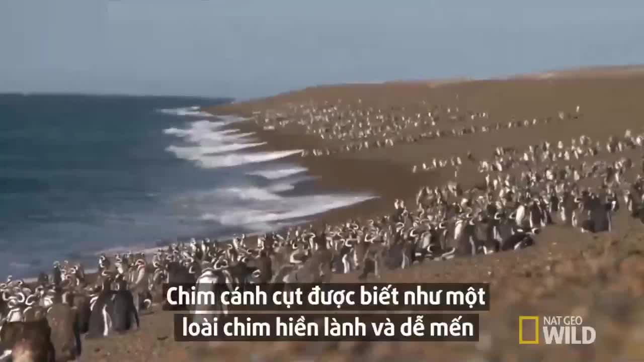 Trận chiến đẫm máu của chim cánh cụt để giành bạn tình