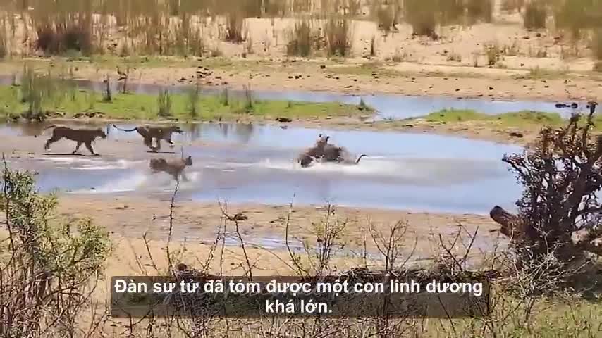 Hung hãn lao tới đàn sư tử đòi chia thịt, cá sấu nhận cái kết đắng