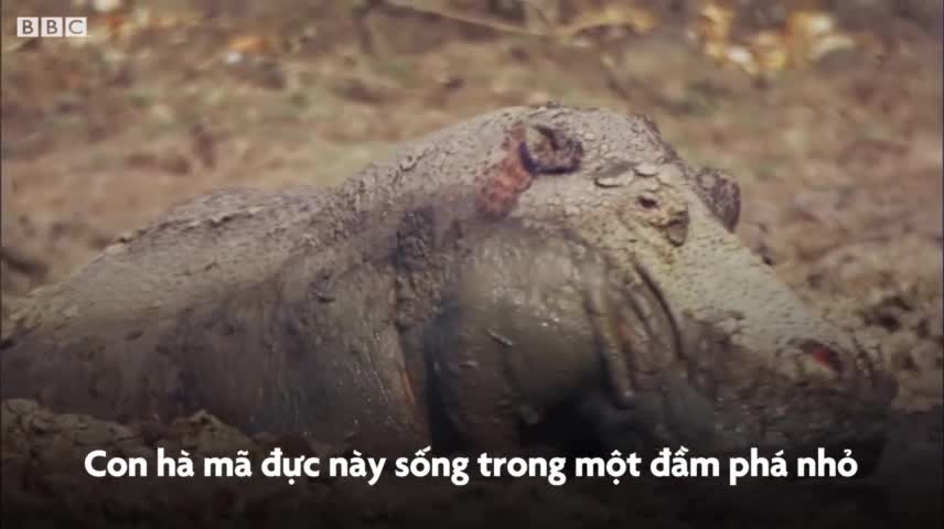 Hà mã đực chiến đấu kịch liệt giành quyền giao phối