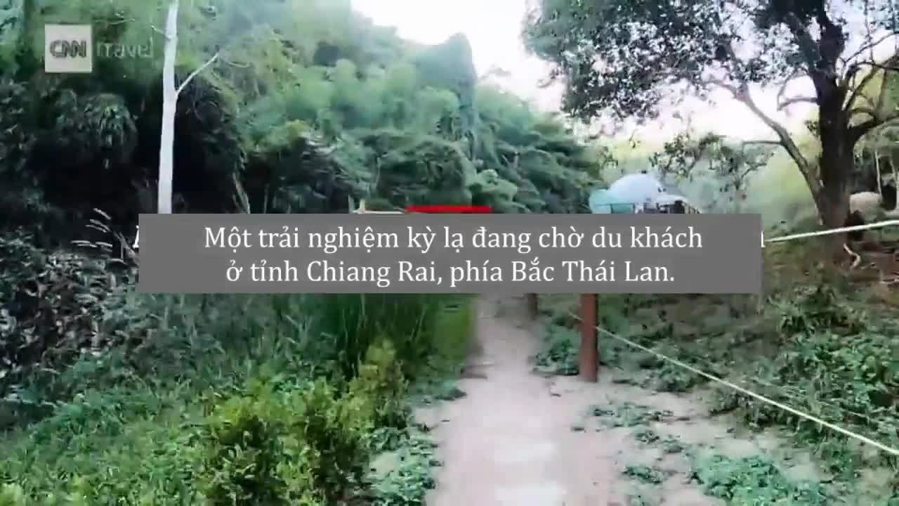 Trải nghiệm ngủ cạnh voi trong bong bóng khổng lồ