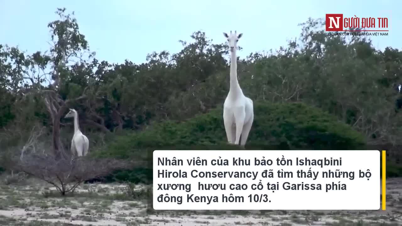 Mẹ con hươu cao cổ trắng bị sát hại