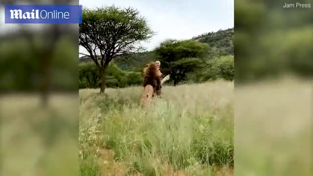 Video: Sư tử vui mừng lao đến &ocirc;m chầm, quật ng&atilde; người chăm s&oacute;c m&igrave;nh