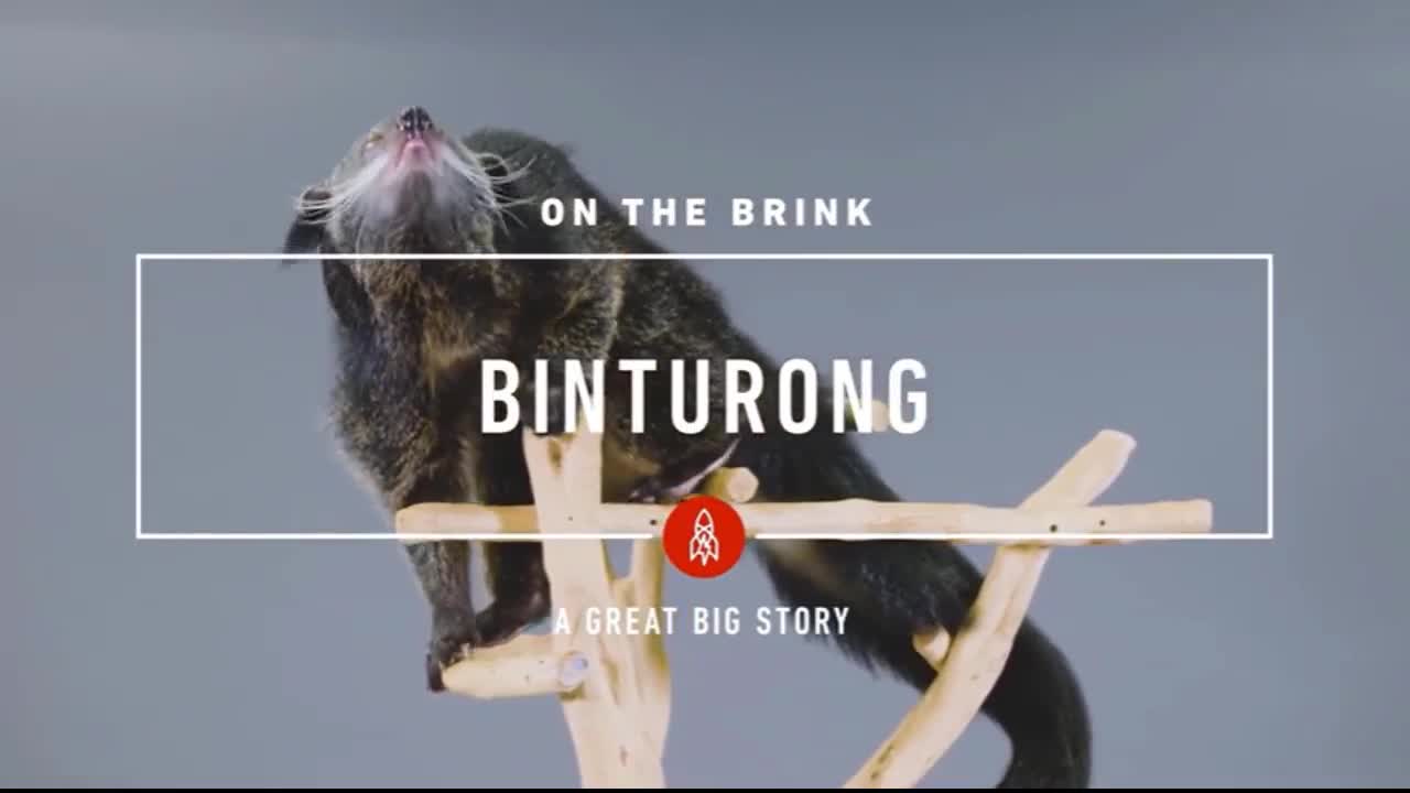 Sinh vật giống gấu, khỉ và mèo có thể tiết ra mùi thơm như bắp rang bơ
