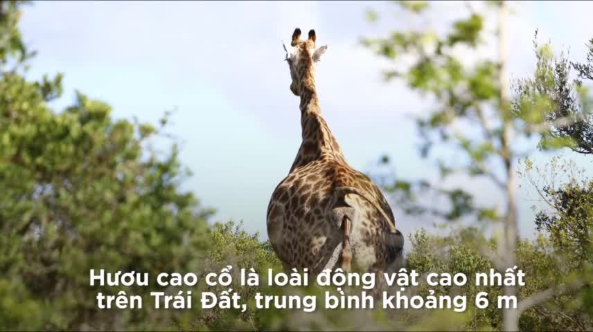 Hươu cao cổ sơ sinh rơi từ độ cao 2m xuống đất ngay khi chào đời