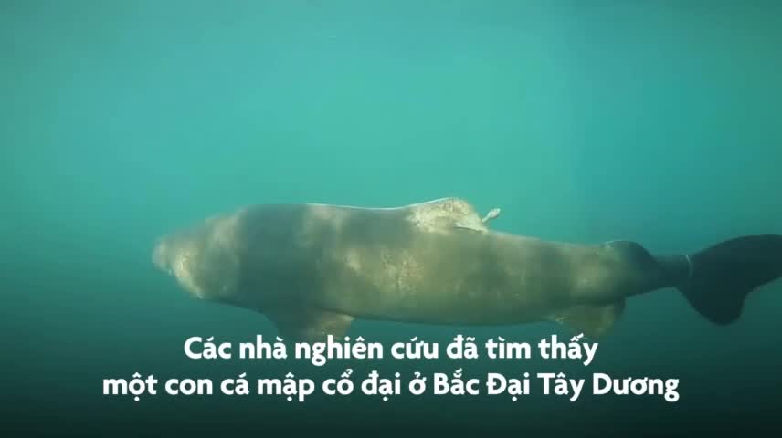 Cận cảnh con cá mập 512 tuổi cực khỏe mạnh