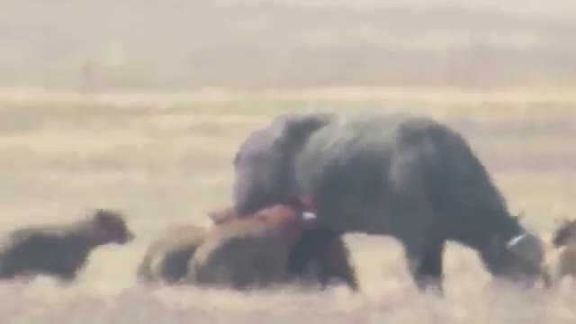 Video: Bầy linh cẩu bao vây cắn xé trâu rừng nhưng phản ứng của nạn nhân mới đáng kinh ngạc