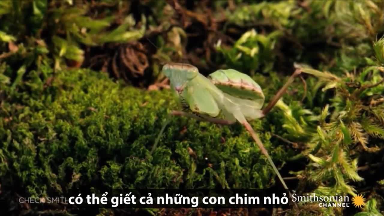 Sát thủ côn trùng giãy nảy khi vồ phải con mồi biết phun hóa chất