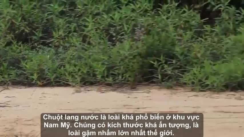 Ngông nghênh thách thức báo gấm, chuột lang nhận cái kết đắng