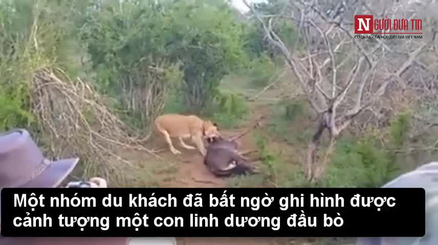 Chúa tể sơn lâm ngỡ ngàng vì con mồi bật dậy lật kèo ở phút tró
