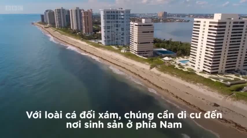 Hàng triệu con cá phủ kín bãi tắm biển ở Mỹ