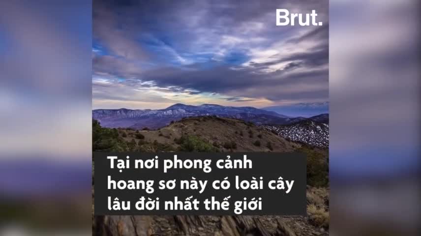 Cận cảnh cây thôi già nhất thế giới, 4.800 tuổi vẫn sống khỏe