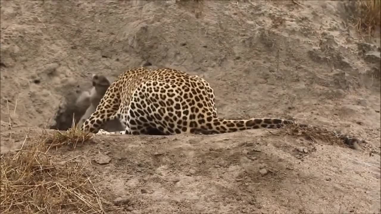 Báo đốm vất vả săn hạ lợn rừng để rồi bị linh cẩu nẫng tay trên