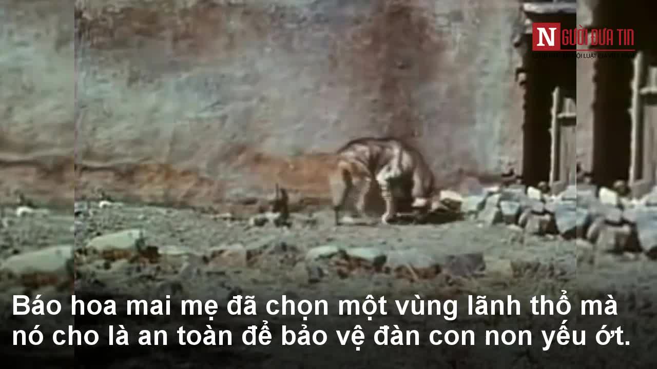 Báo hoa mai mẹ tung độc chiêu hạ gục đối thủ to lớn kỳ dị