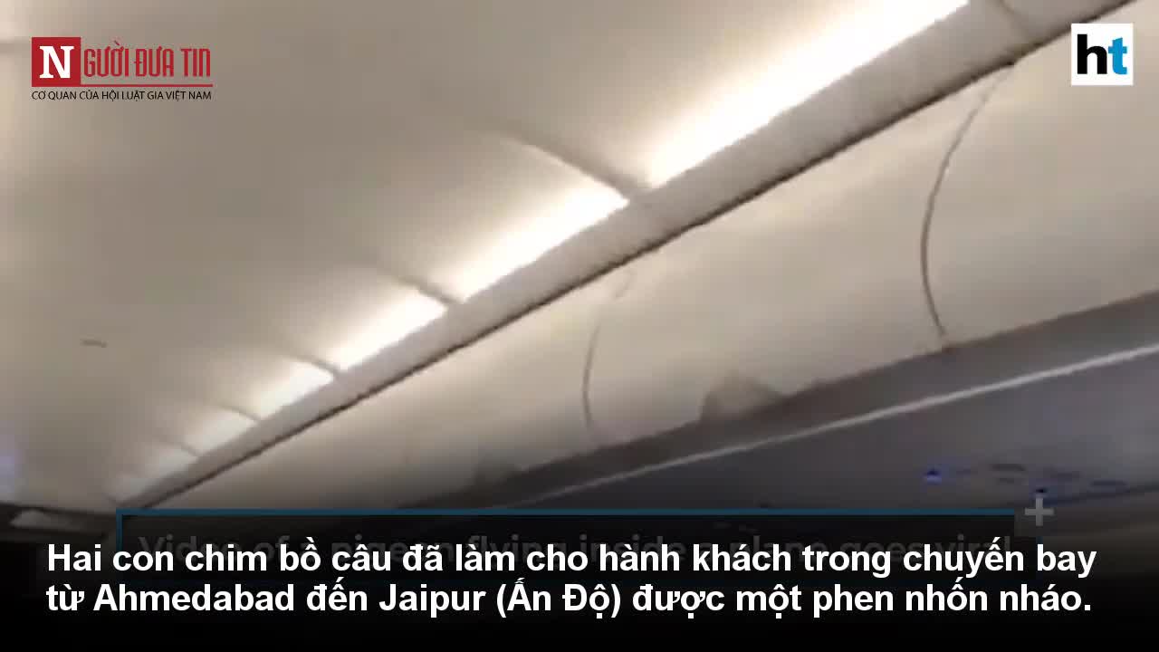 Chim bồ câu đại náo khoang hành khách máy bay xôn xao mạng xã hội