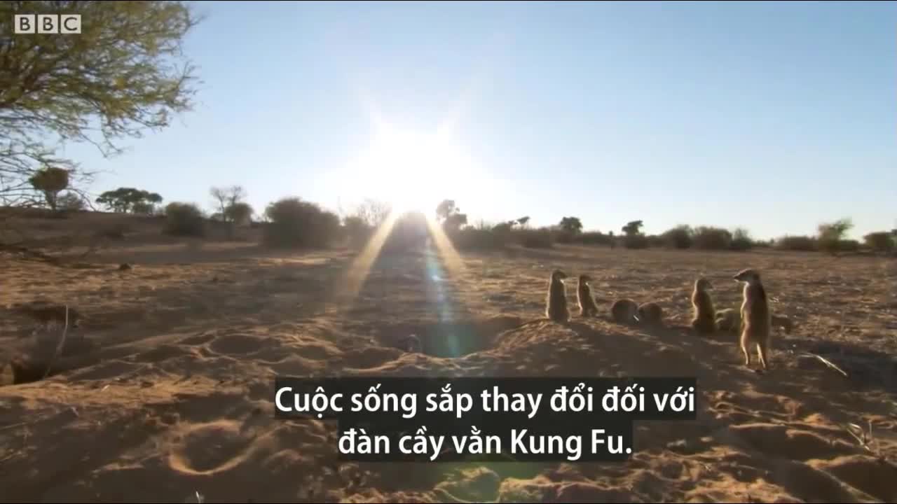 Cầy vằn mẹ nhẫn tâm đuổi con gái khỏi đàn vì mang thai
