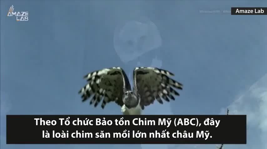 Loài đại bàng kì lạ có hình dáng như người hóa trang mà thành