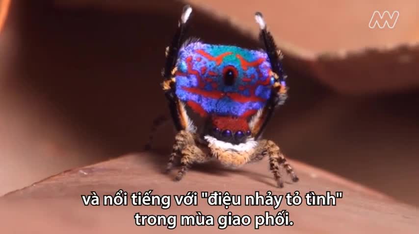 Phát hiện 7 loài nhện chim công mới
