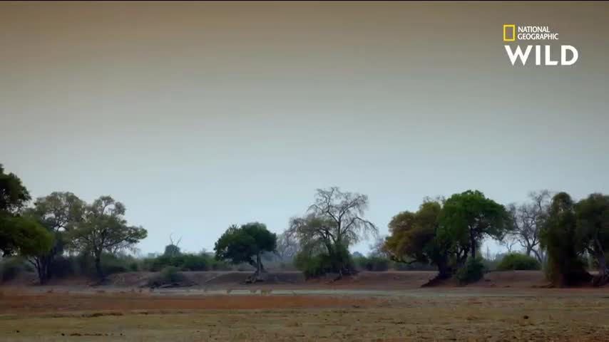 Tr&acirc;u rừng một m&igrave;nh chống lại cả đ&agrave;n sư tử, h&uacute;c văng kẻ ăn thịt