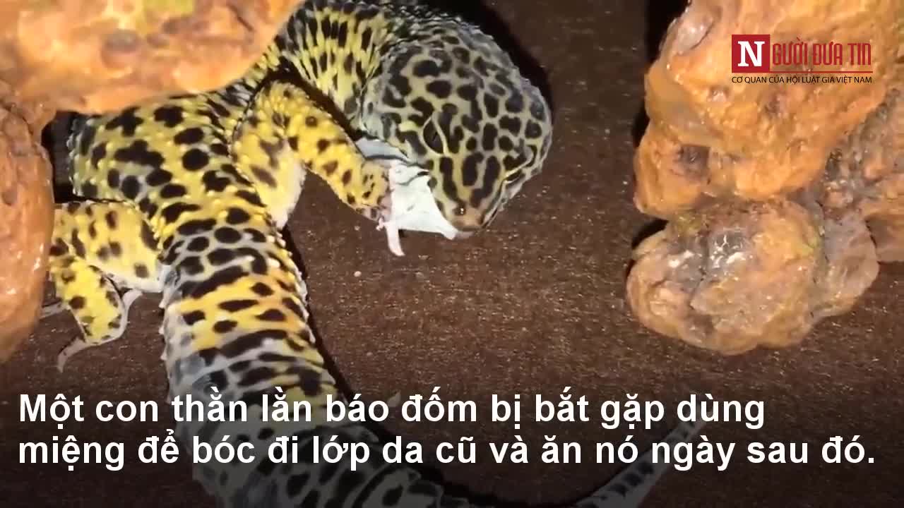 Bắt gặp thằn lằn báo đốm tự ăn da mình khi lột xác