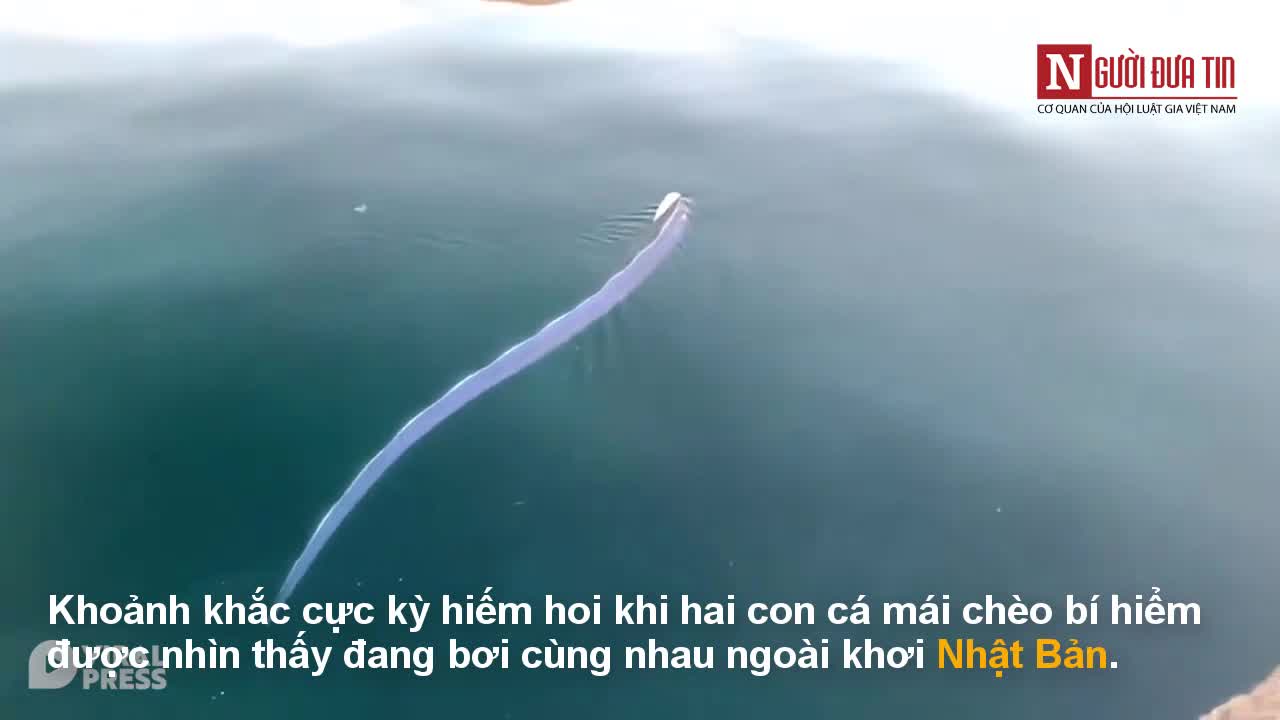 Phát hiện cặp “thủy quái” thong thả dạo chơi trên mặt biển