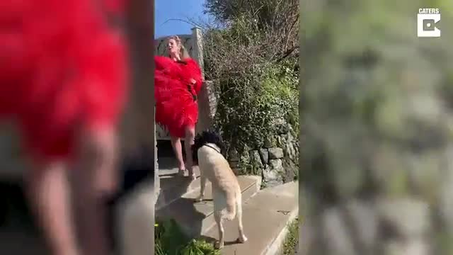 Video: Chuyện hài mùa dịch Covid-19: Vũ công hóa trang thành kỳ lân, siêu nhân... dắt chó đi dạo 