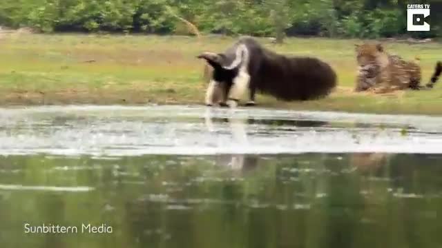 Video: Thú ăn kiến khổng lồ dễ dàng thoát thân trước móng vuốt của báo đốm: Cuộc kỳ ngộ khó hiểu