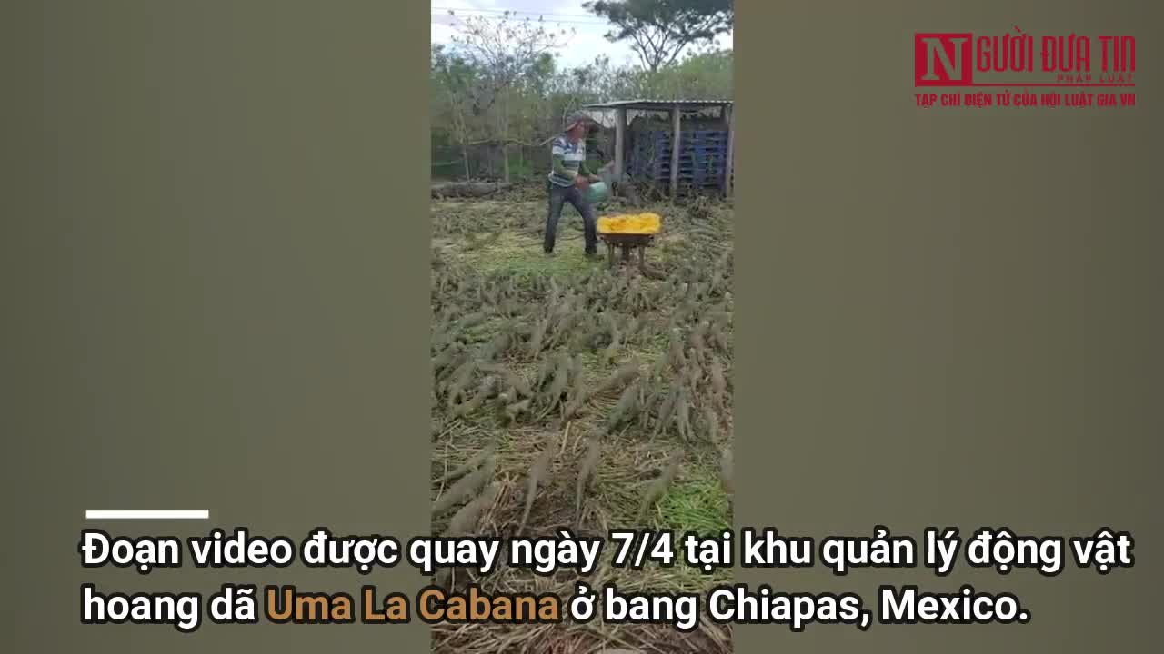 Hàng nghìn con rồng Nam Mỹ tụ tập cho bữa trưa