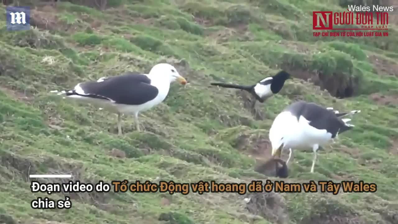 Hải âu nuốt chửng thỏ rừng trong nháy mắt