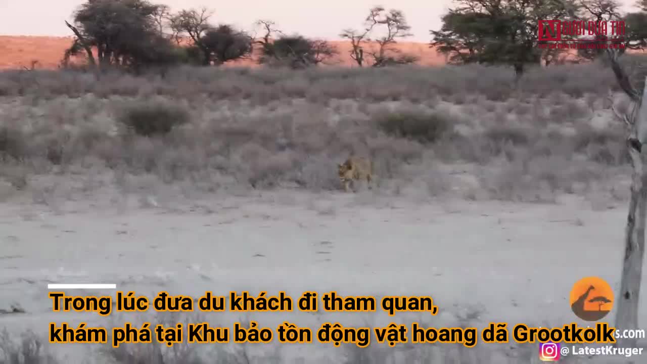 Linh cẩu trả giá đắt vì xâm phạm lãnh thổ của sư tử