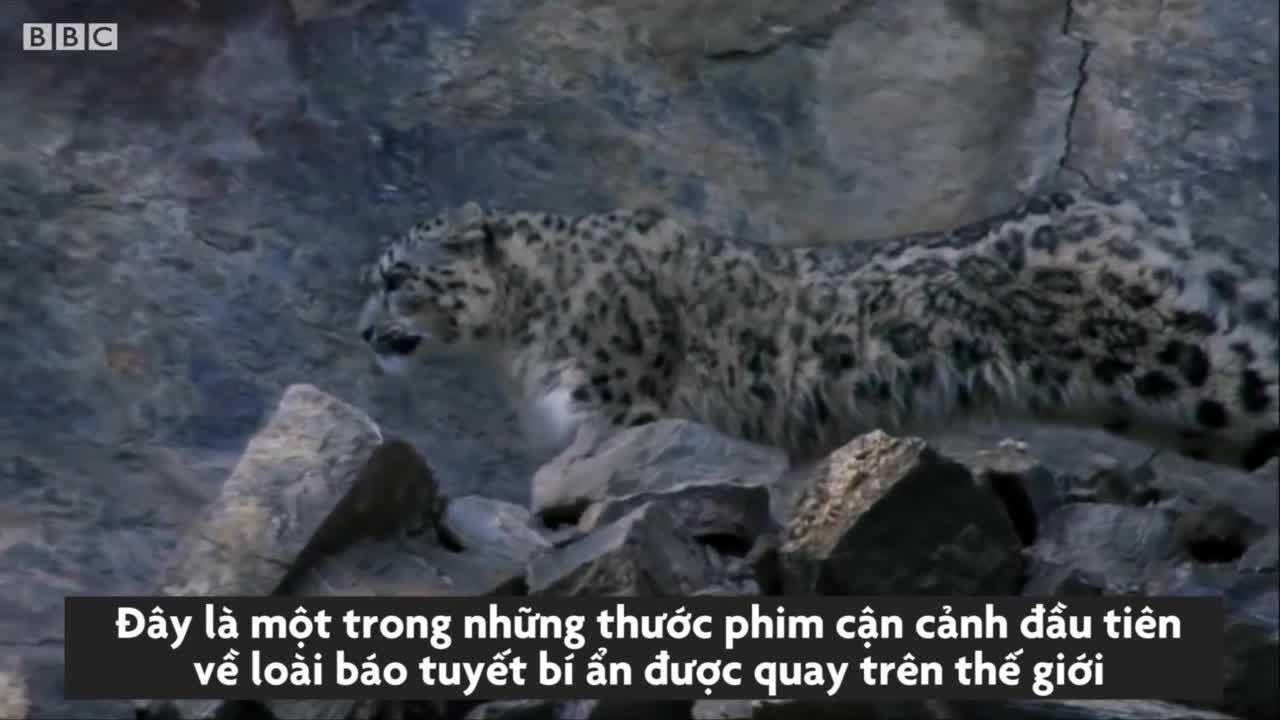 Dê núi thoát khỏi nanh vuốt báo tuyết bằng cách… nhảy sông