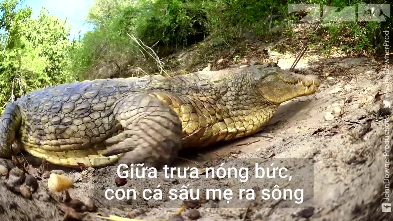 Chim dikkop đánh đuổi kỳ đà bảo vệ ổ trứng cho cá sấu
