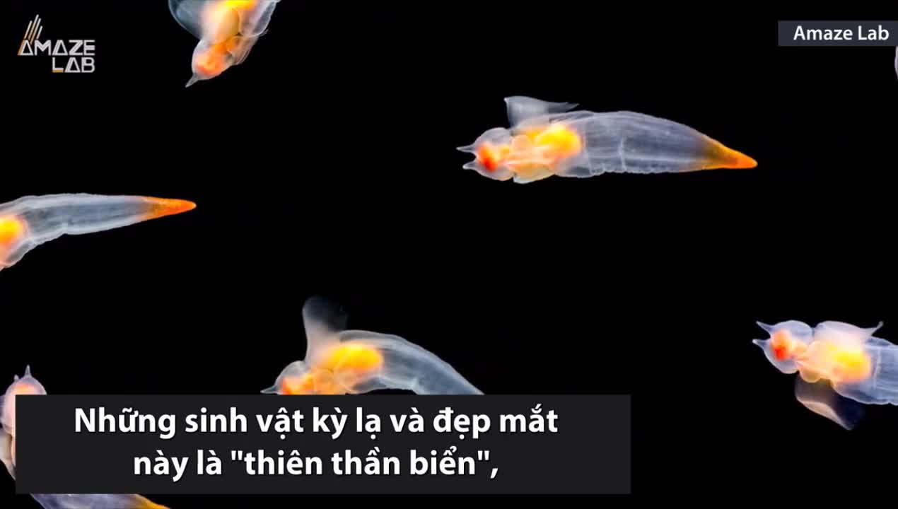 Cận cảnh kẻ săn mồi mang tên “thiên thần biển”
