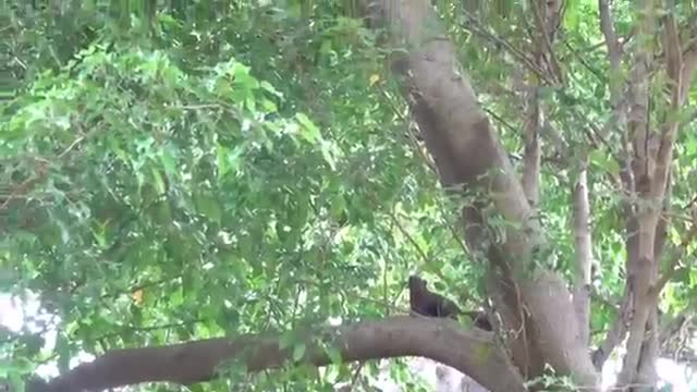 Video: Diều hâu bẽ mặt nhận thua trong cuộc “trốn tìm” cùng sóc ranh mãnh