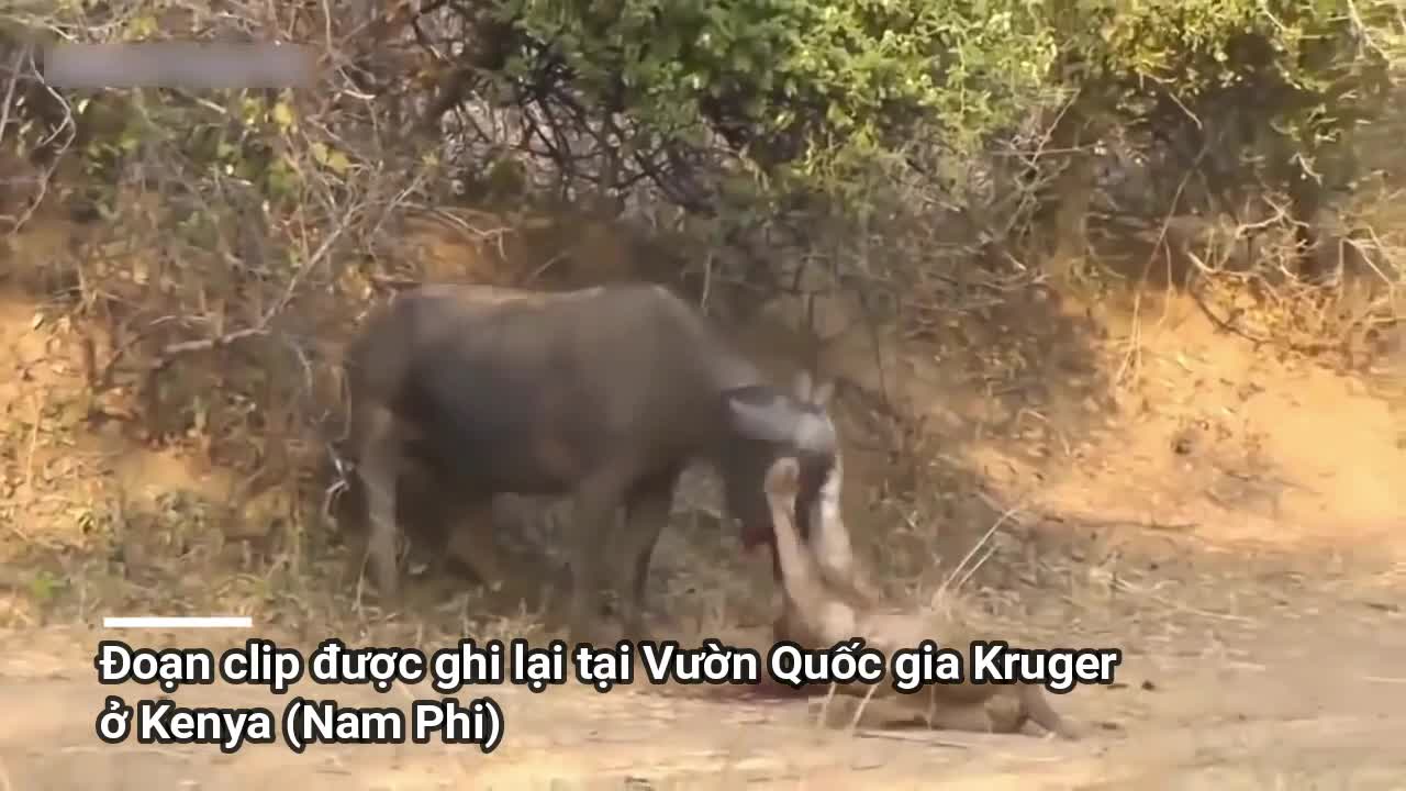 Clip: Tr&acirc;u rừng tẩn sư tử gần chết v&agrave; m&agrave;n đ&aacute;nh nhau căng thẳng chưa từng thấy
