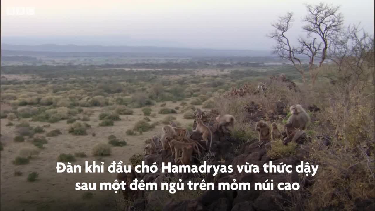 Hàng nghìn con khỉ đầu chó ẩu đả tranh giành lãnh thổ