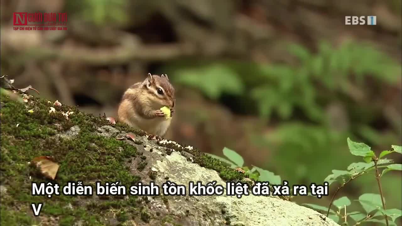 Nhai ngấu nghiến rắn độc, sóc chuột bỏ mạng vì bị báo thù