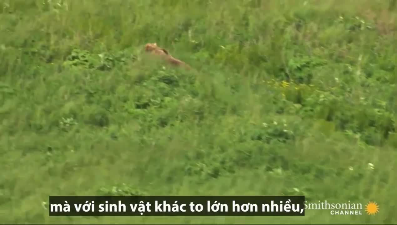 Gấu nâu 700kg ăn 45kg cá hồi mỗi ngày