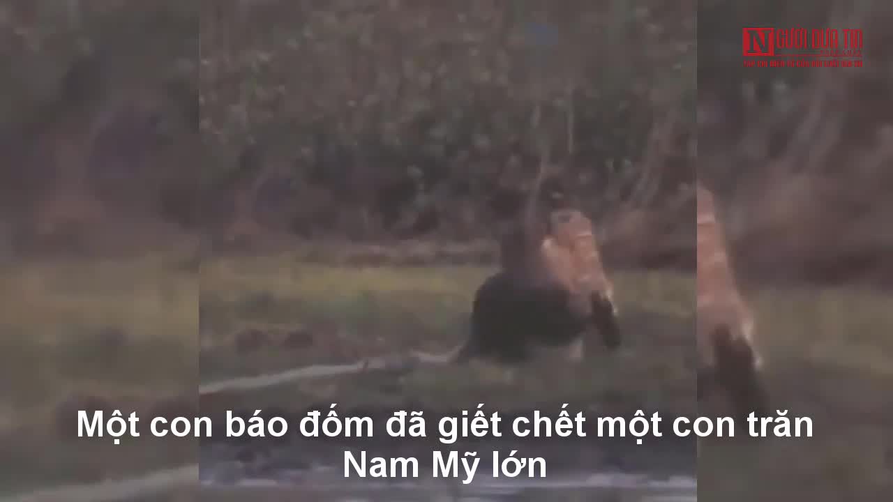 Báo đốm lôi xềnh xệch trăn Nam Mỹ khổng lồ