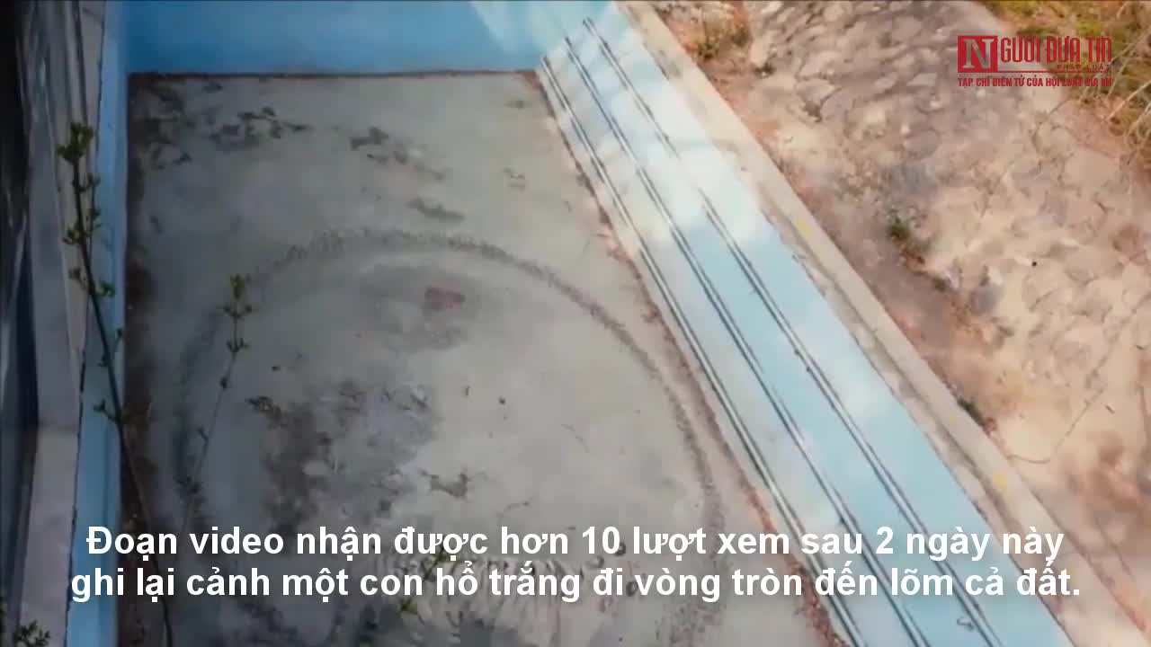 Hổ trắng đi vòng tròn đến lõm cả đất vì bị nhốt