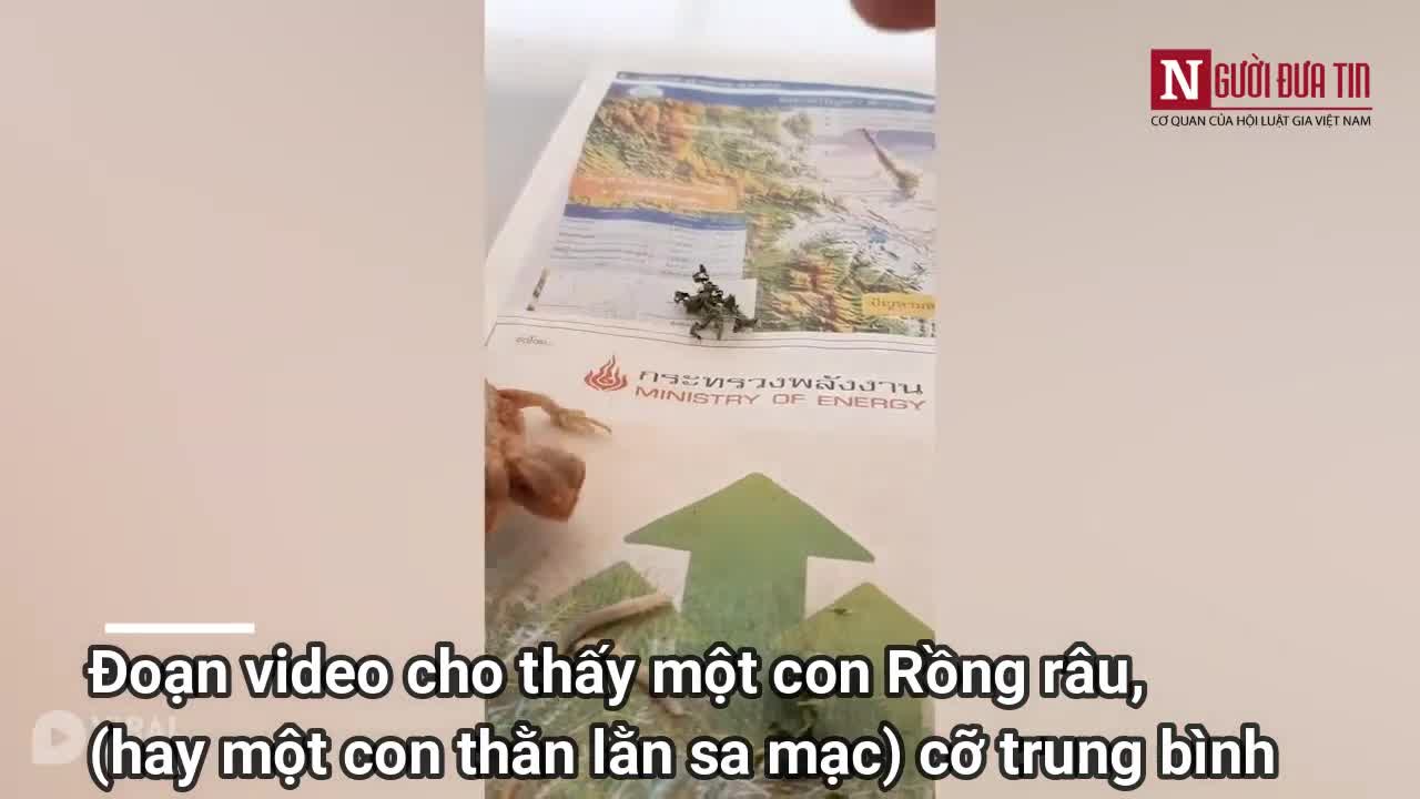 Xem rồng râu hai đầu hiếm hoi ăn sâu bằng cả hai đầu