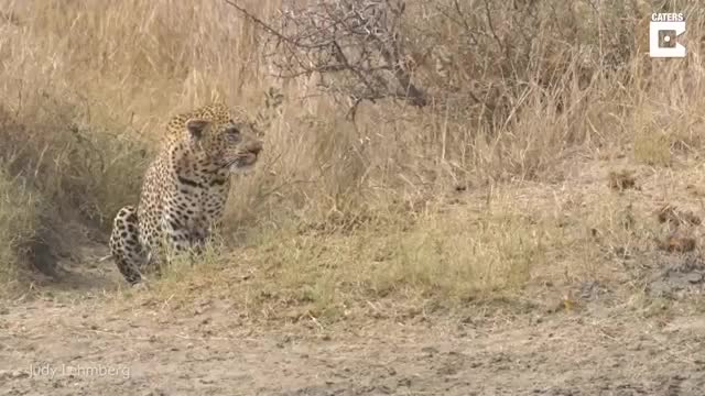 Video: Báo hoa mai đang mai phục bắt linh dương, nào ngờ bị voi phá đám vào phút chót