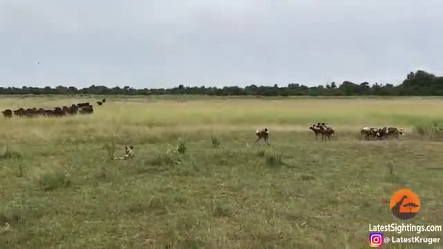 Video: Trâu mẹ điên cuồng lao tới bảo vệ nghé 