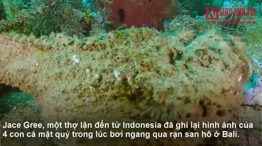 Đàn cá mặt quỷ đực tàng hình chờ bạn tình đẻ trứng
