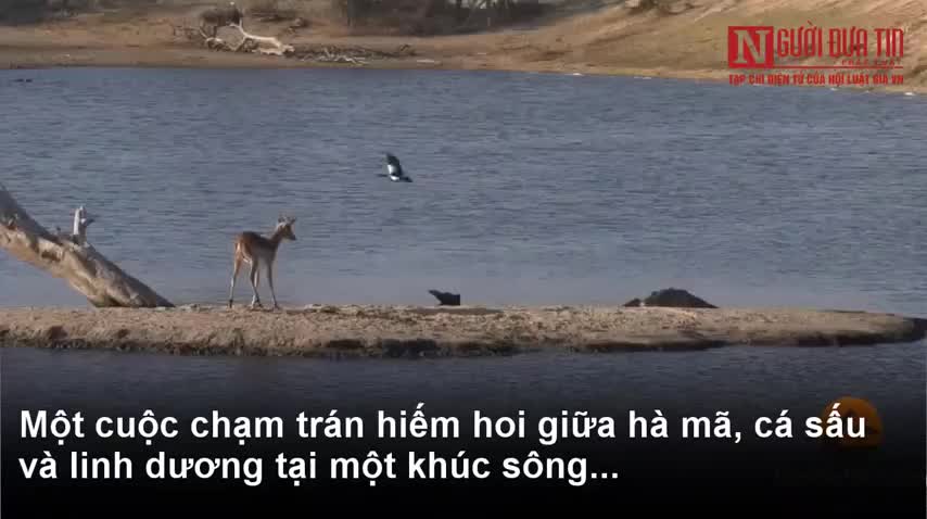Hà mã phục kích, nhấn chìm cả cá sấu và linh dương