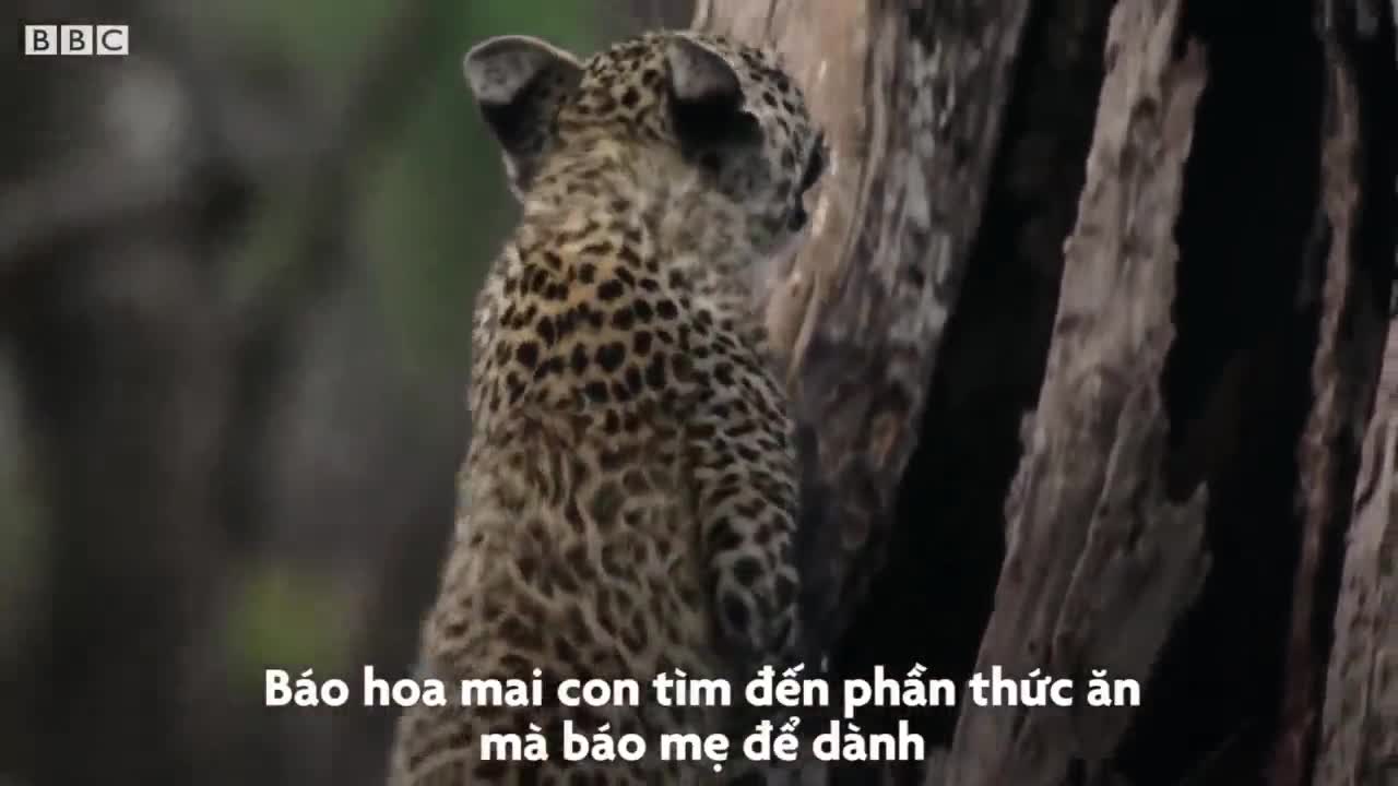 Báo hoa mai mẹ cứu con thoát khỏi bầy chó hoang