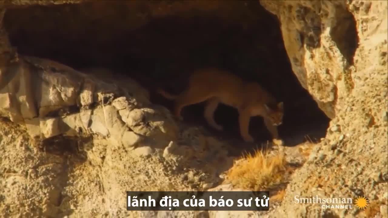 Lần khám phá thế giới đầu tiên của đàn báo sư tử con