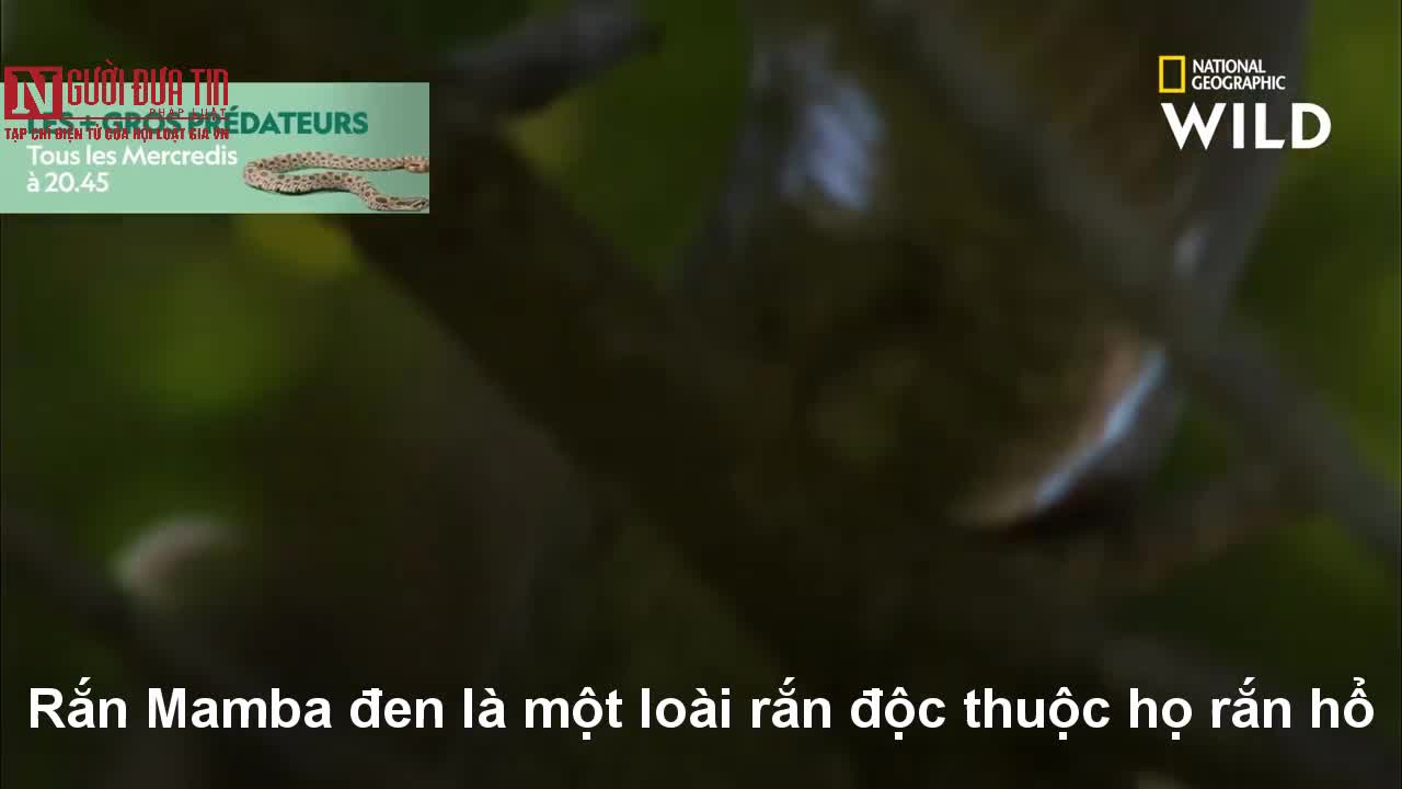 Rắn Mamba, nỗi ám ảnh chết chóc của người dân châu Phi